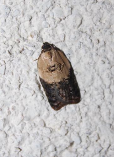 Réf. 220 678 : Acleris variegana